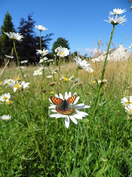 Funding success for John Muir Pollinator way