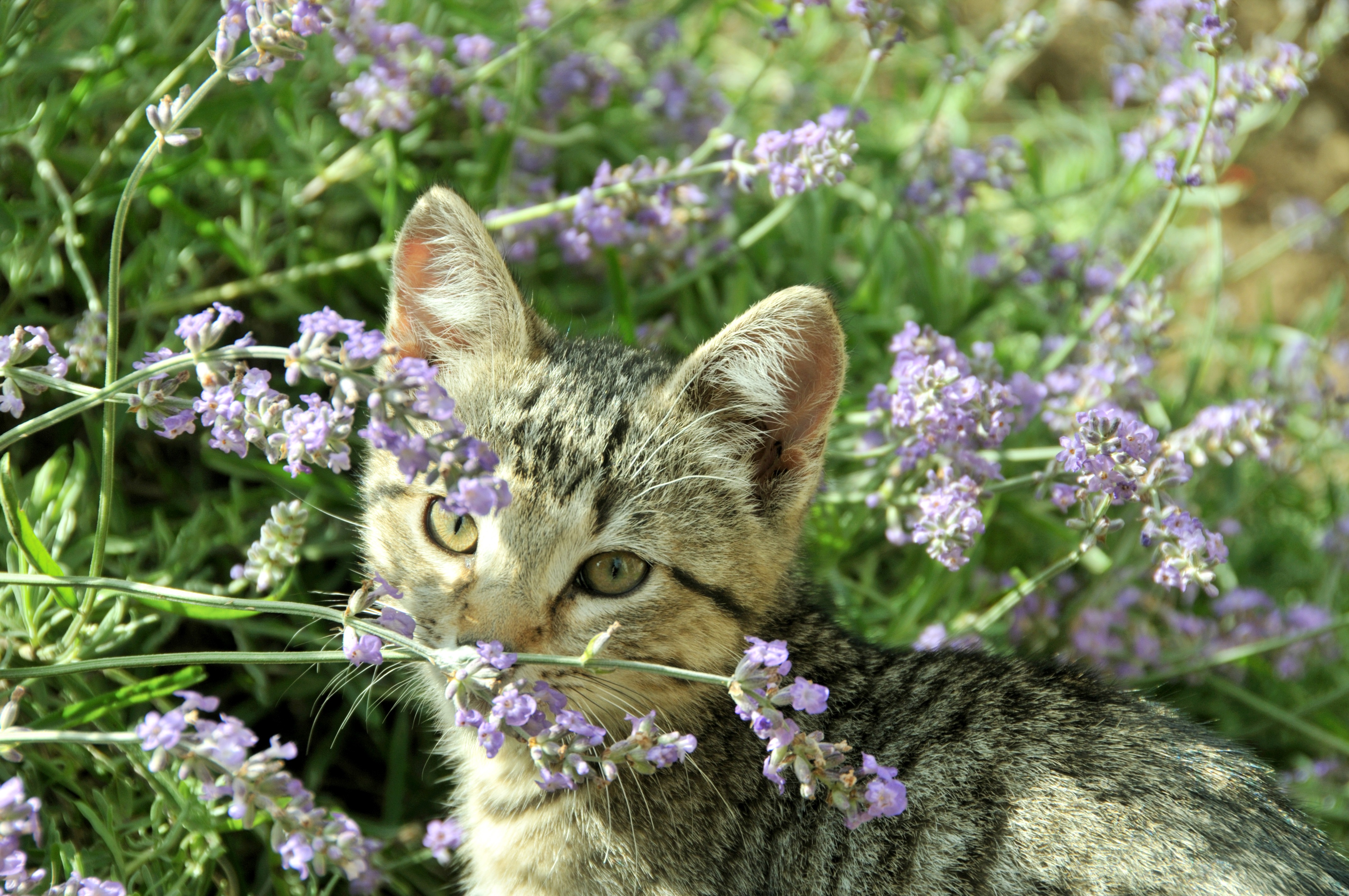 6. Cats love a bit of lavendar