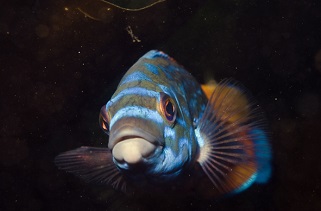 Cuckoo wrasse