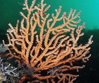 Pink sea fan