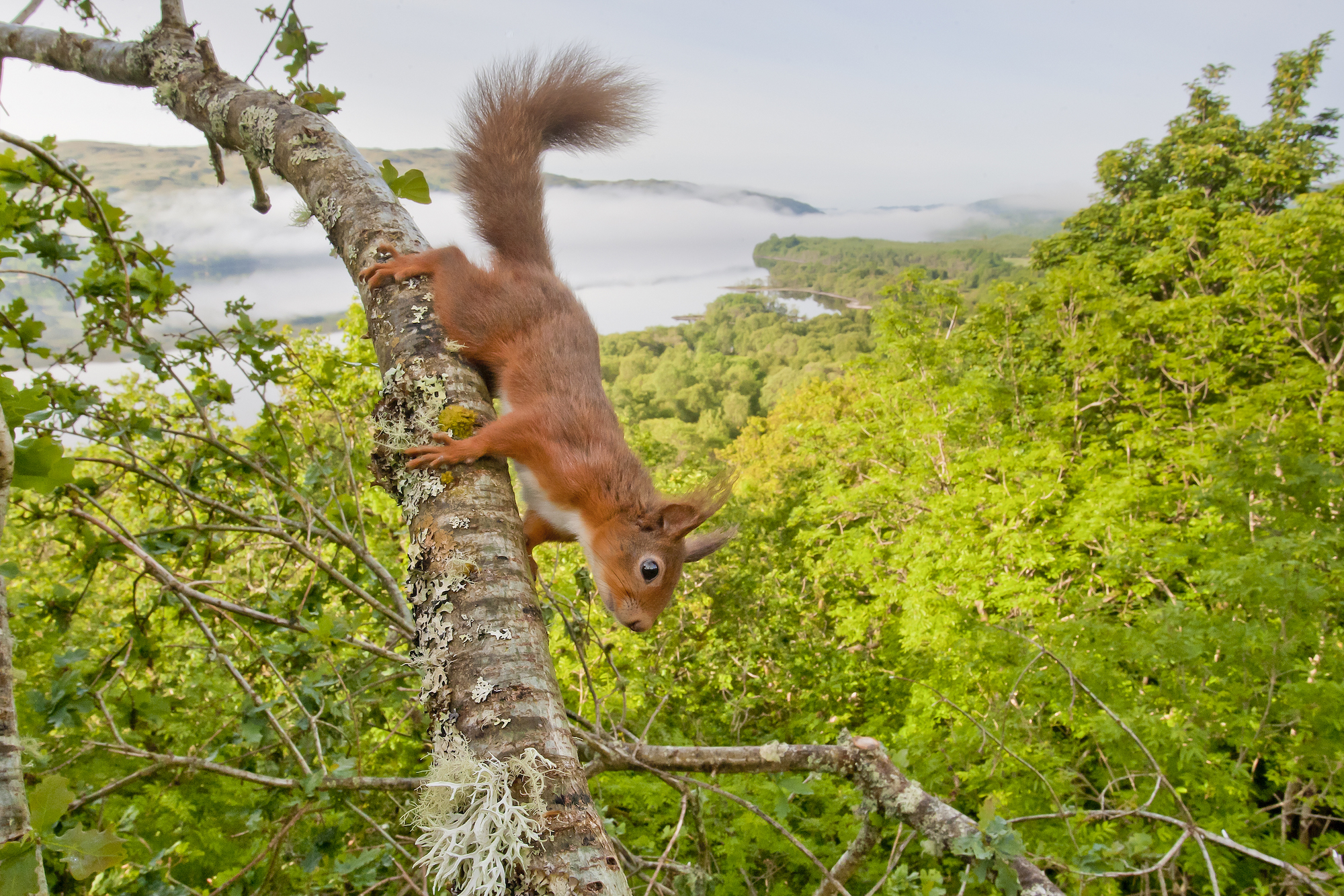 Call for public support for a wilder Scotland