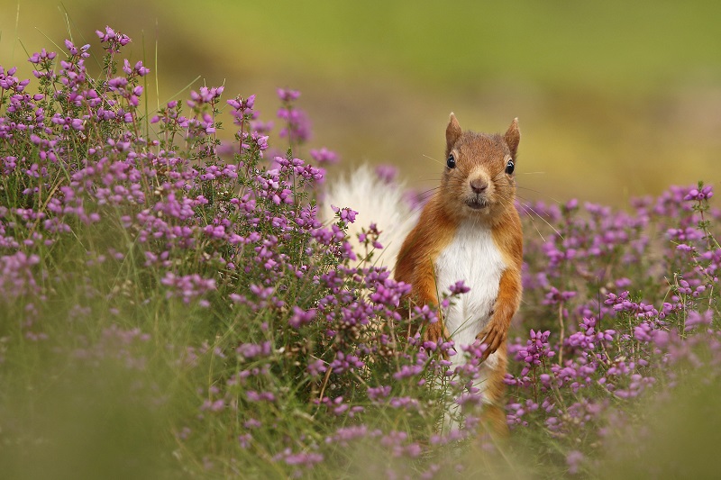 Scottish win could boost tourism and Gaelic by saving red squirrels