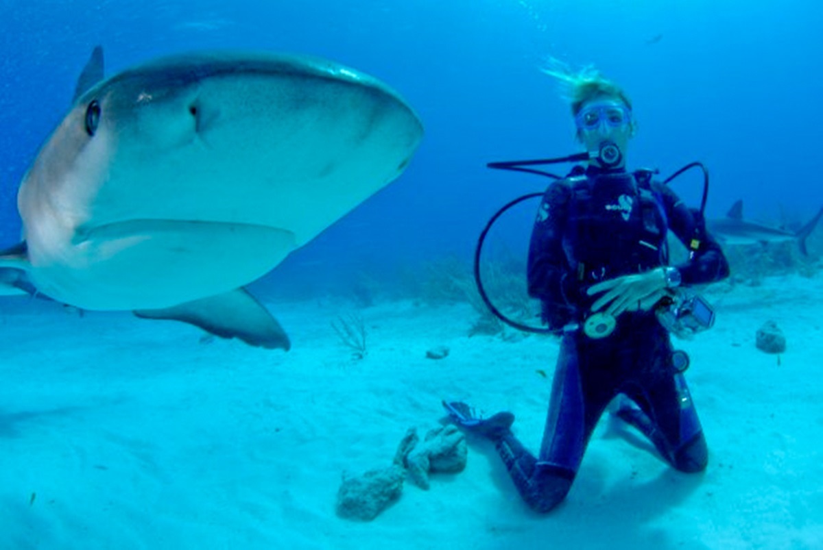 Diving with sharks in Fiji