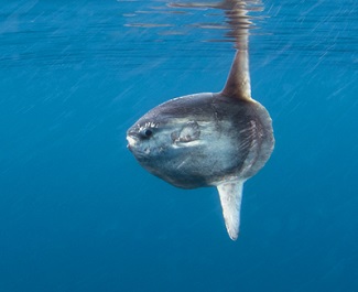 Ocean sunfish