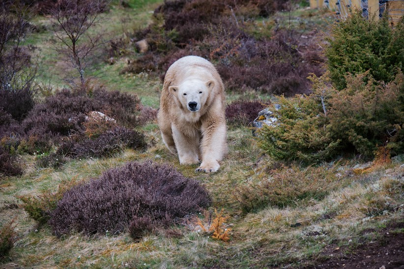 The Highland Wildlife Park, Kingussie