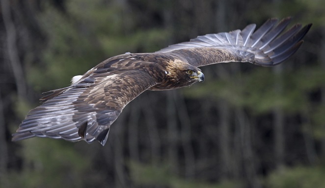 10. Golden eagle