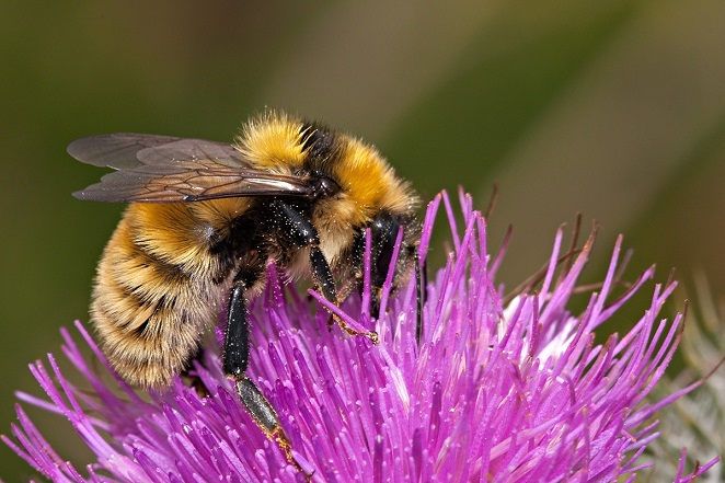 6. Great yellow bumblebee