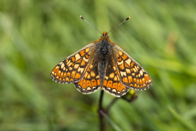 5. Marsh fritillary