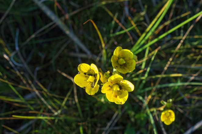 8. Marsh saxifrage