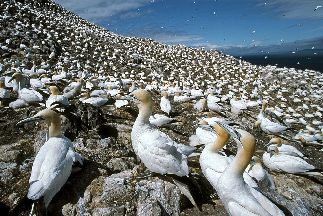 1. Scotland’s seabird cities