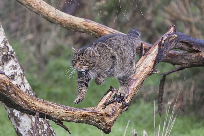 9. Scottish wildcat