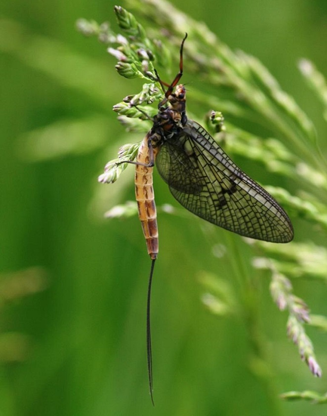 7. Upland summer mayfly