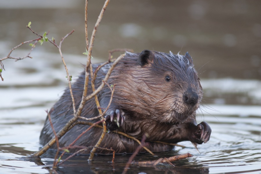 European beaver