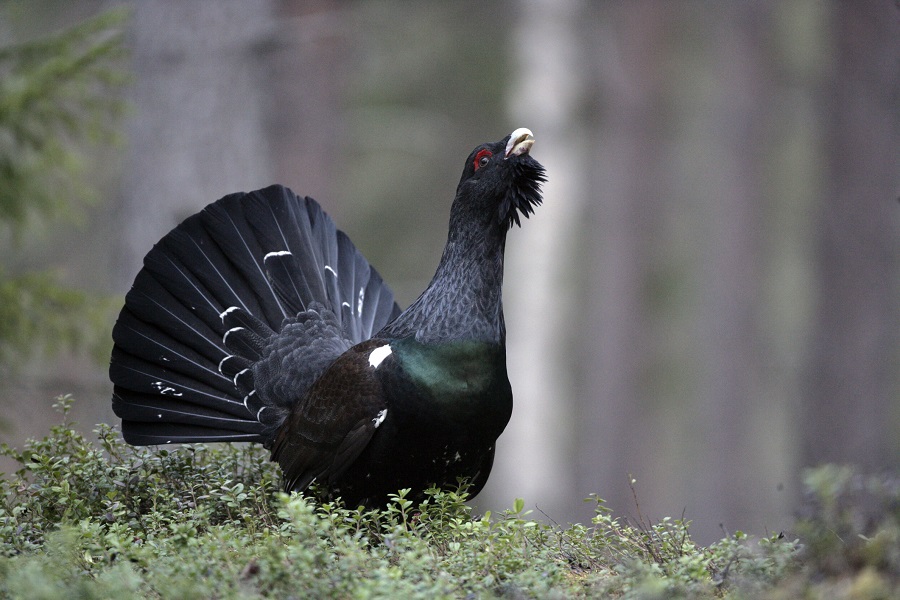 Capercaillie