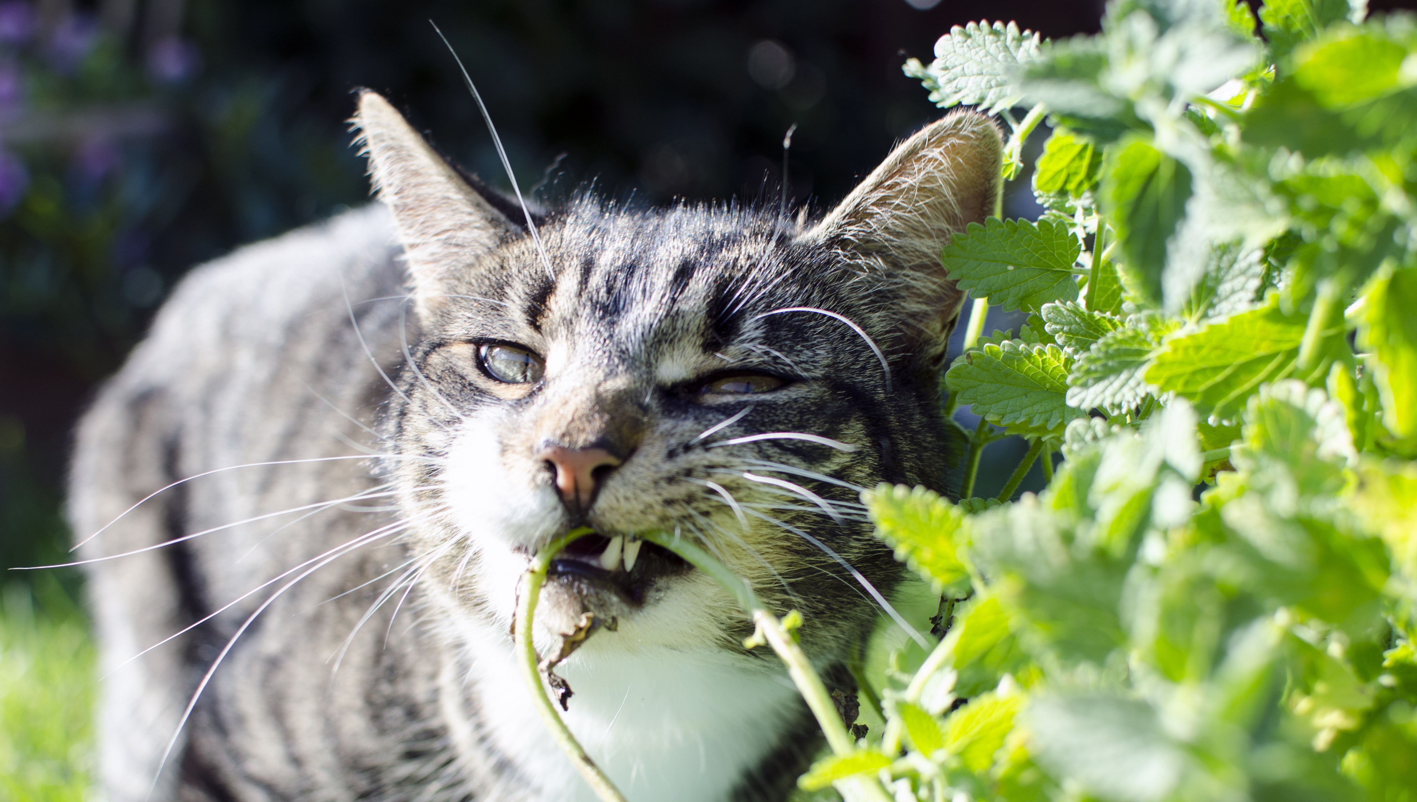 Можно коту мяту. Кошачья мята трава. Кошки и растения. Растение которое едят коты. Кошка ест траву.