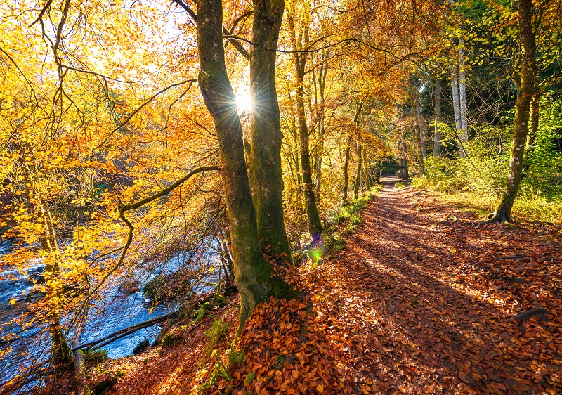 Trust calls for change in Scotland's forests