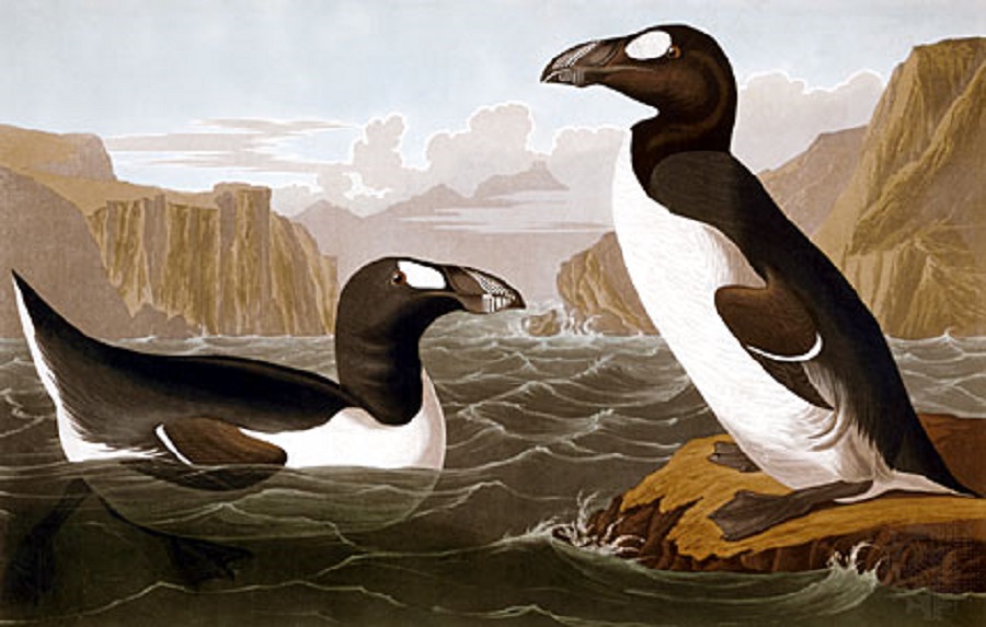 Great auk