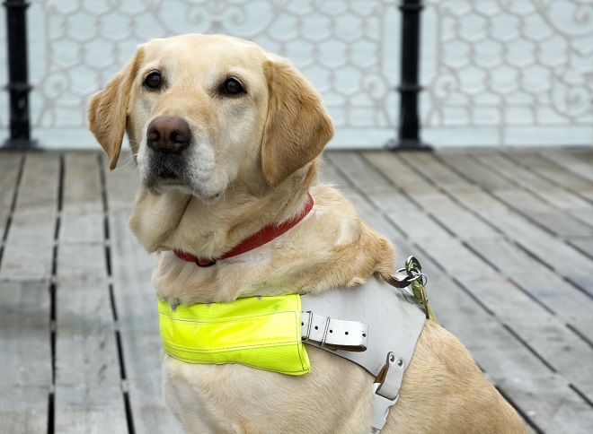 9. Guide Dogs