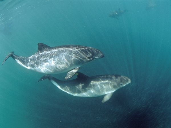 2. Harbour porpoise