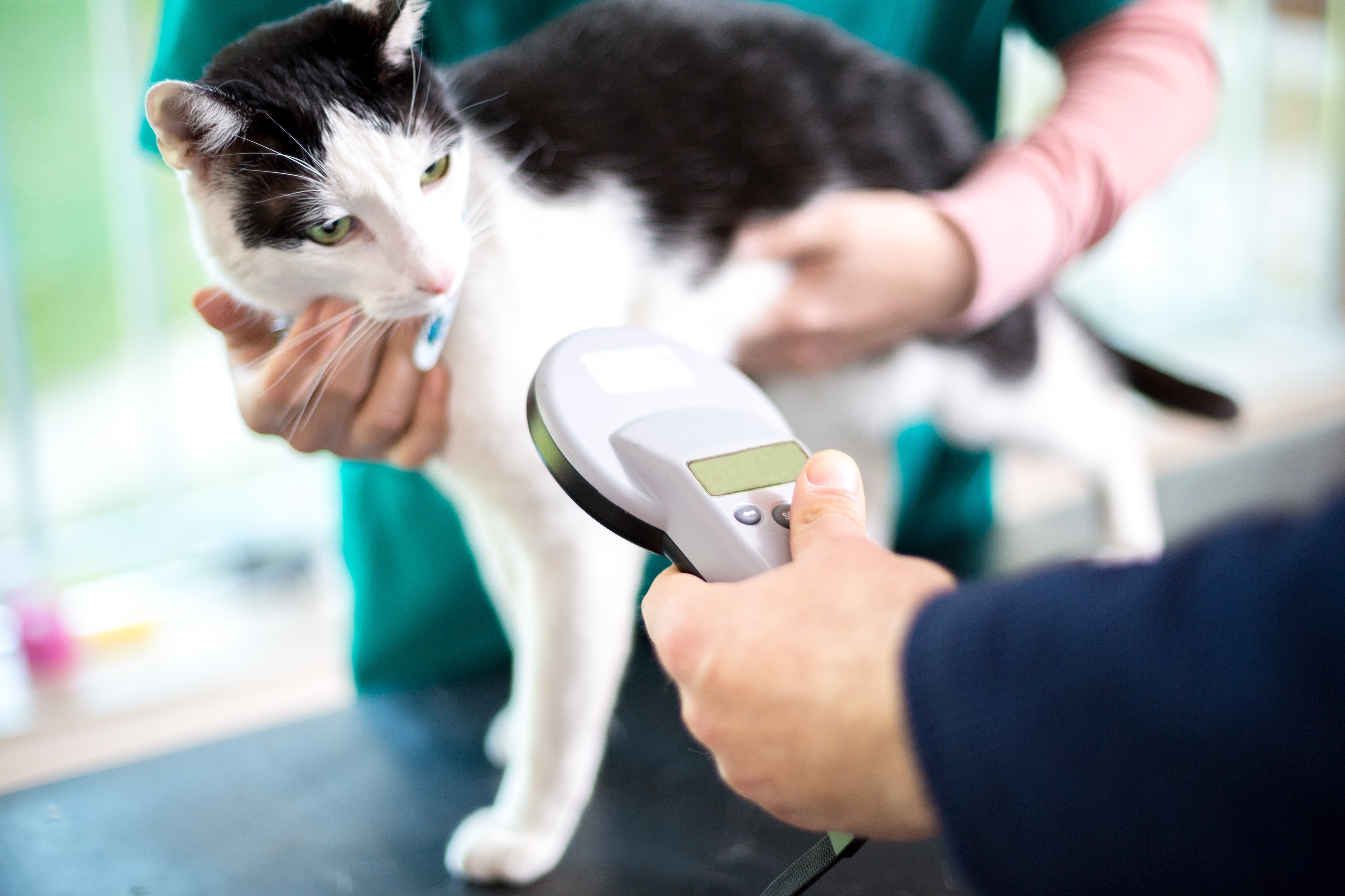 7. Microchip your moggy