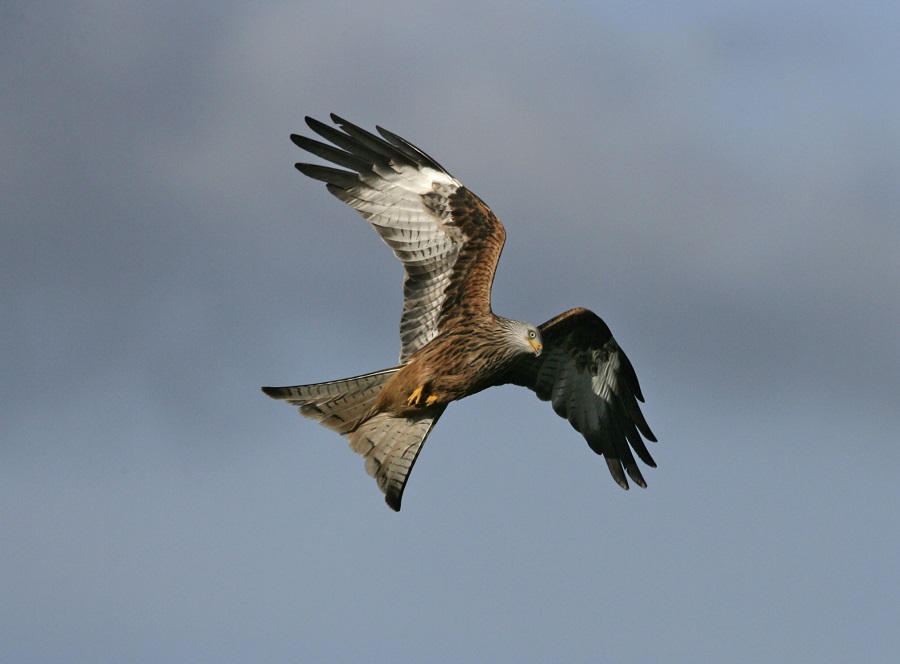 Red kite