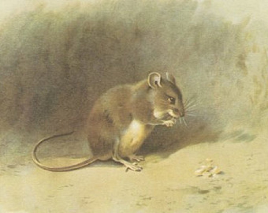 St Kilda house mouse