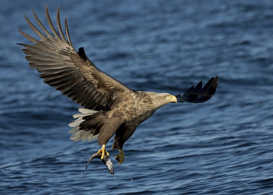 White-tailed eagle