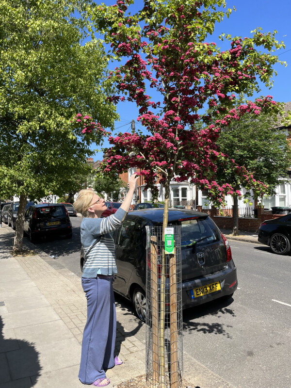 Sponsor a street tree in Haringey - Trees for Streets