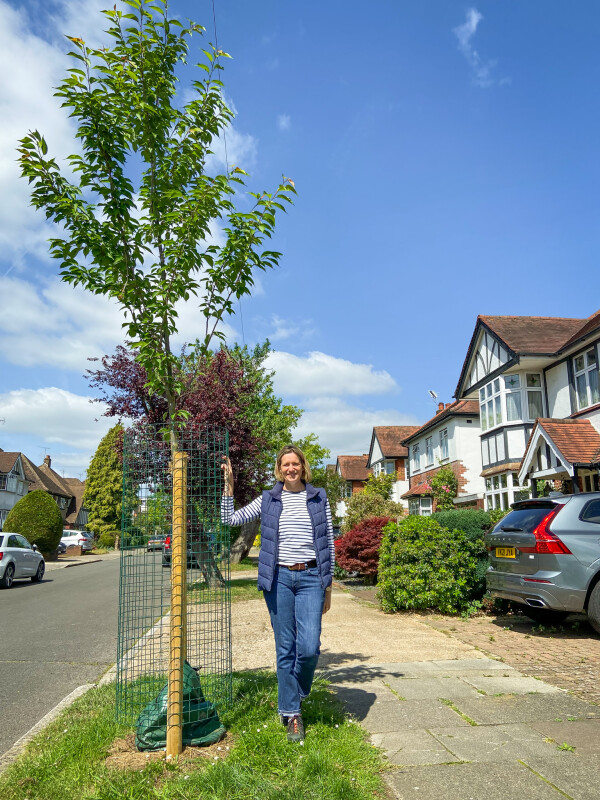 Sponsor a street tree in Harrow - Trees for Streets