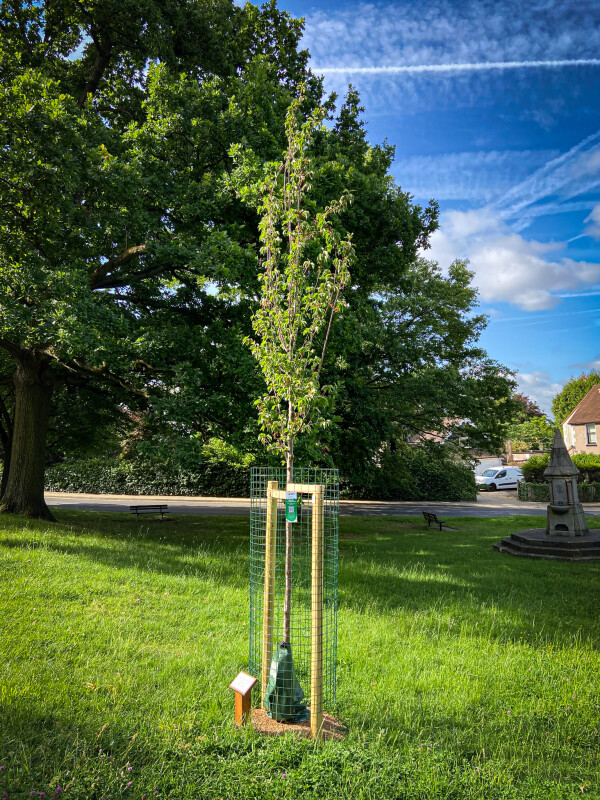 Sponsor a tree in a Harrow Park - Trees for Streets