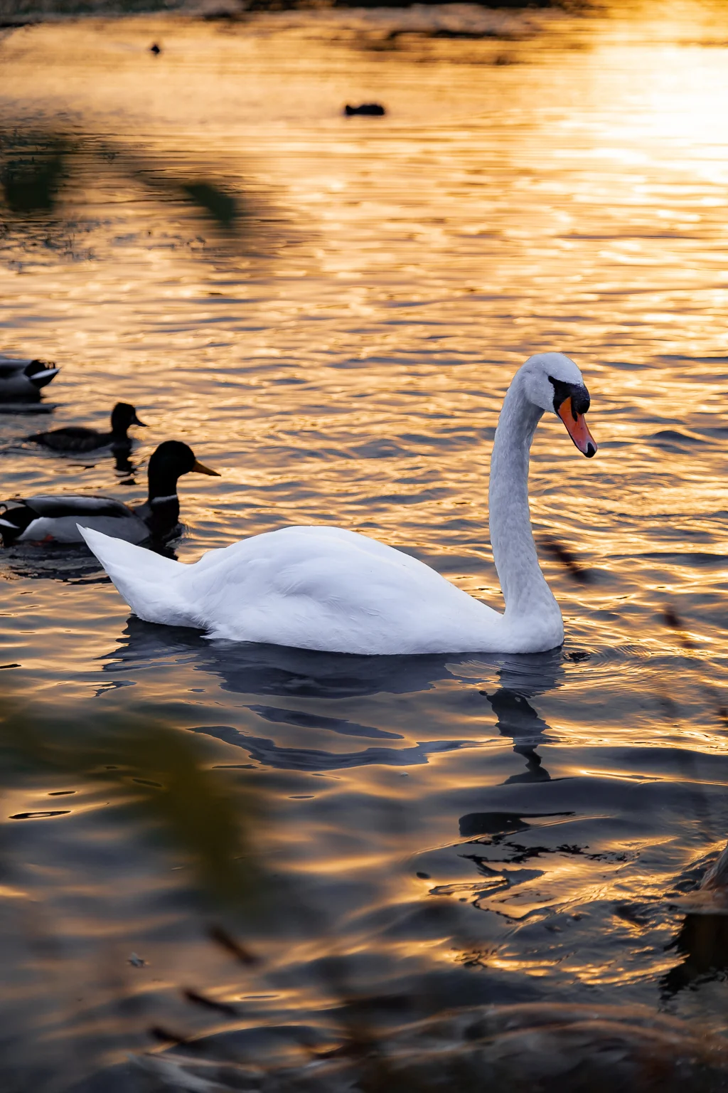 A white swan swimming on a calm lake during a golden sunset with ducks in the background.