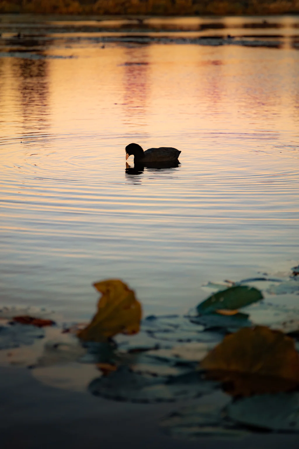 A dark water bird swimming on a calm lake at sunset with blurred lily pads in the foreground.