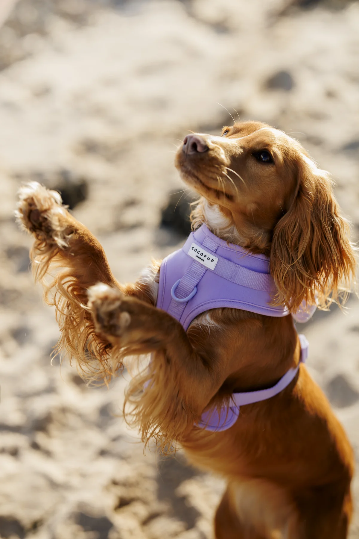 A brown Cocker Spaniel wearing a purple harness looking up against a blurred outdoor background.