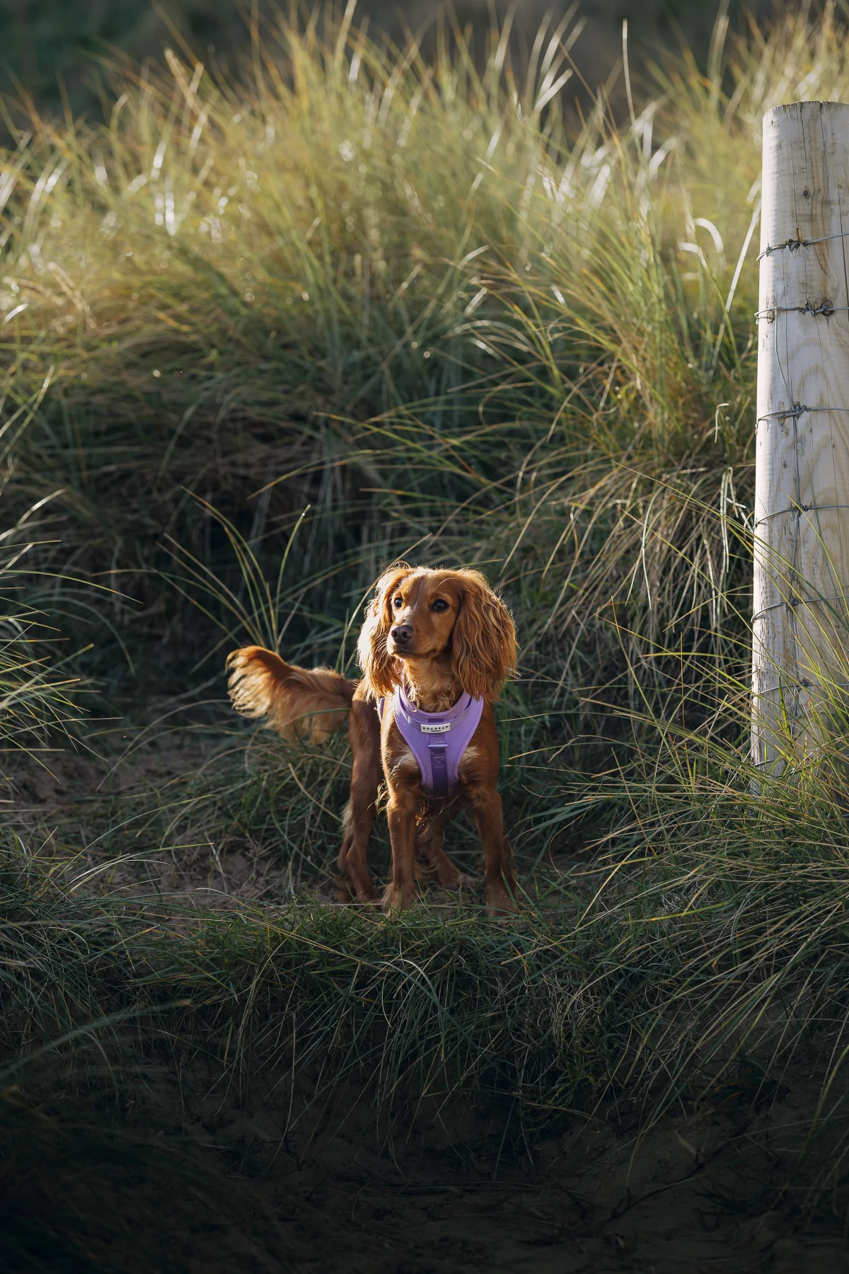 A brown Cocker Spaniel wearing a purple harness standing in tall coastal grass.