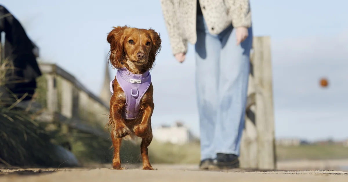 A brown spaniel wearing a purple harness walking towards the camera on a sandy path with a person behind.
