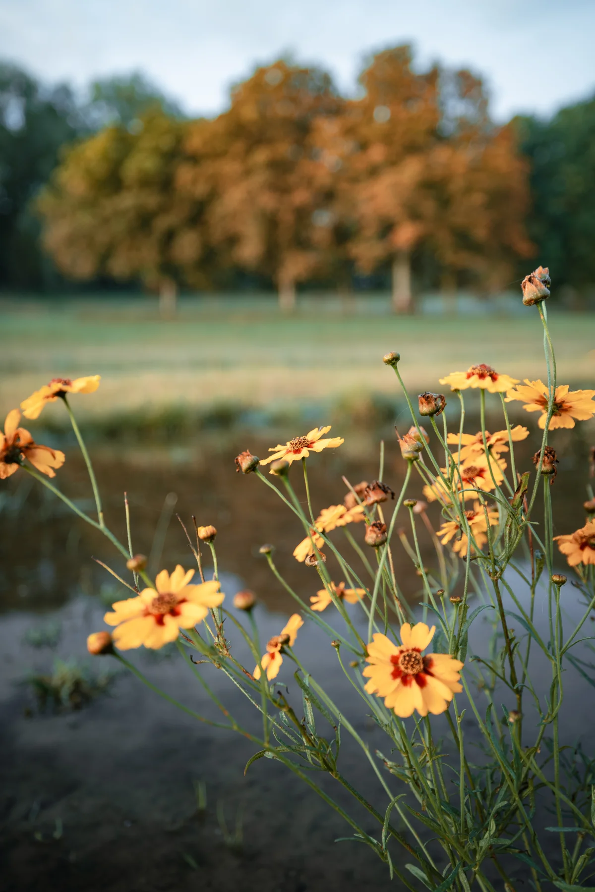 Close-up of yellow wildflowers with a soft bokeh background of autumn trees.