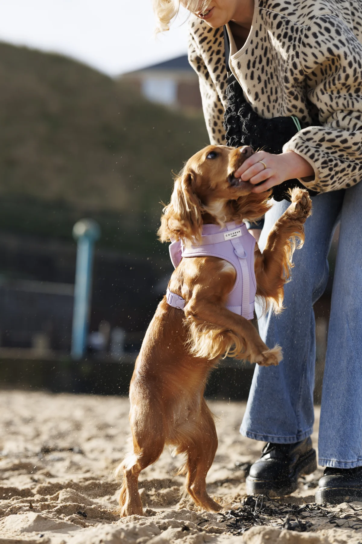 A brown Cocker Spaniel jumping up towards a person's hands on a sandy beach.