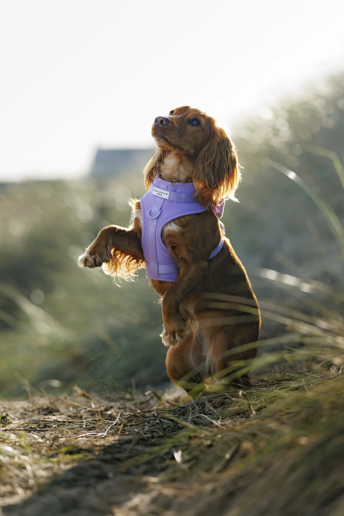 A brown Cocker Spaniel wearing a purple harness sitting on grass and looking upwards.