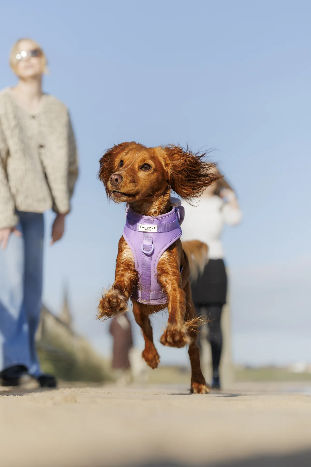A brown Cocker Spaniel in a purple harness running towards the camera on a sunny beach.