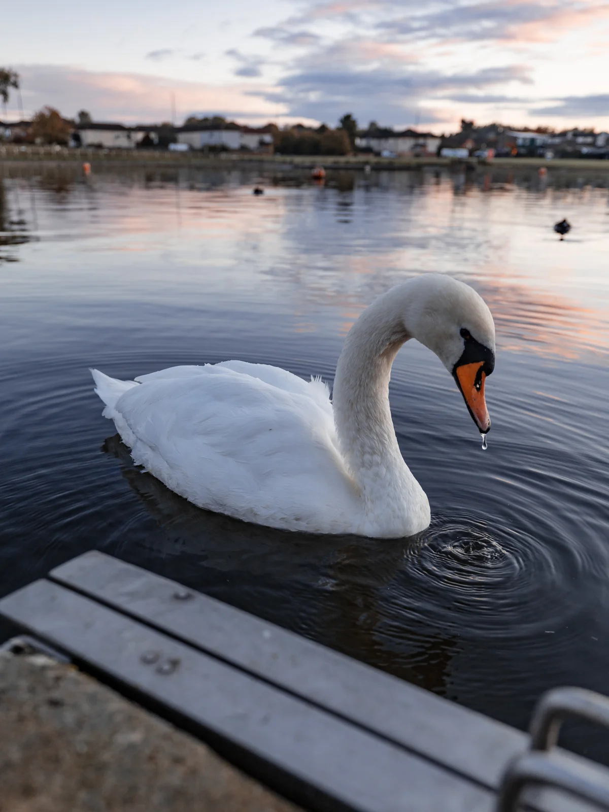 A white swan swimming on a calm lake at dusk with a wooden pier in the foreground.