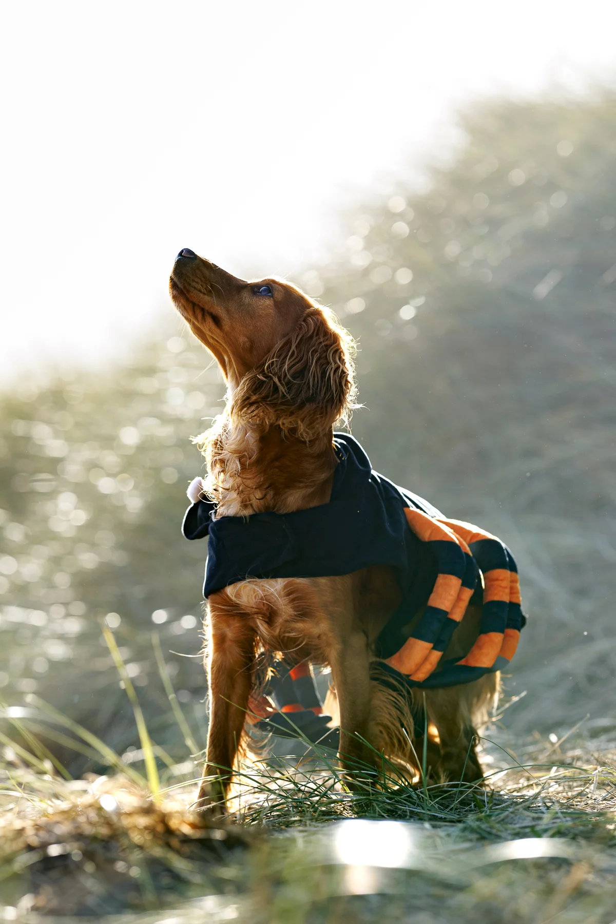 A golden Cocker Spaniel wearing a striped sweater looking up towards the light in a sunlit field.