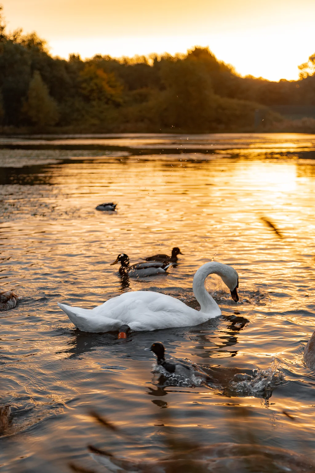 A white swan and ducks swimming on a calm lake during a golden sunset.