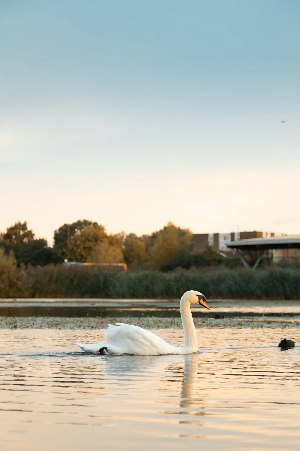 A white swan gliding on calm water during golden hour with soft, blurred trees in the background.