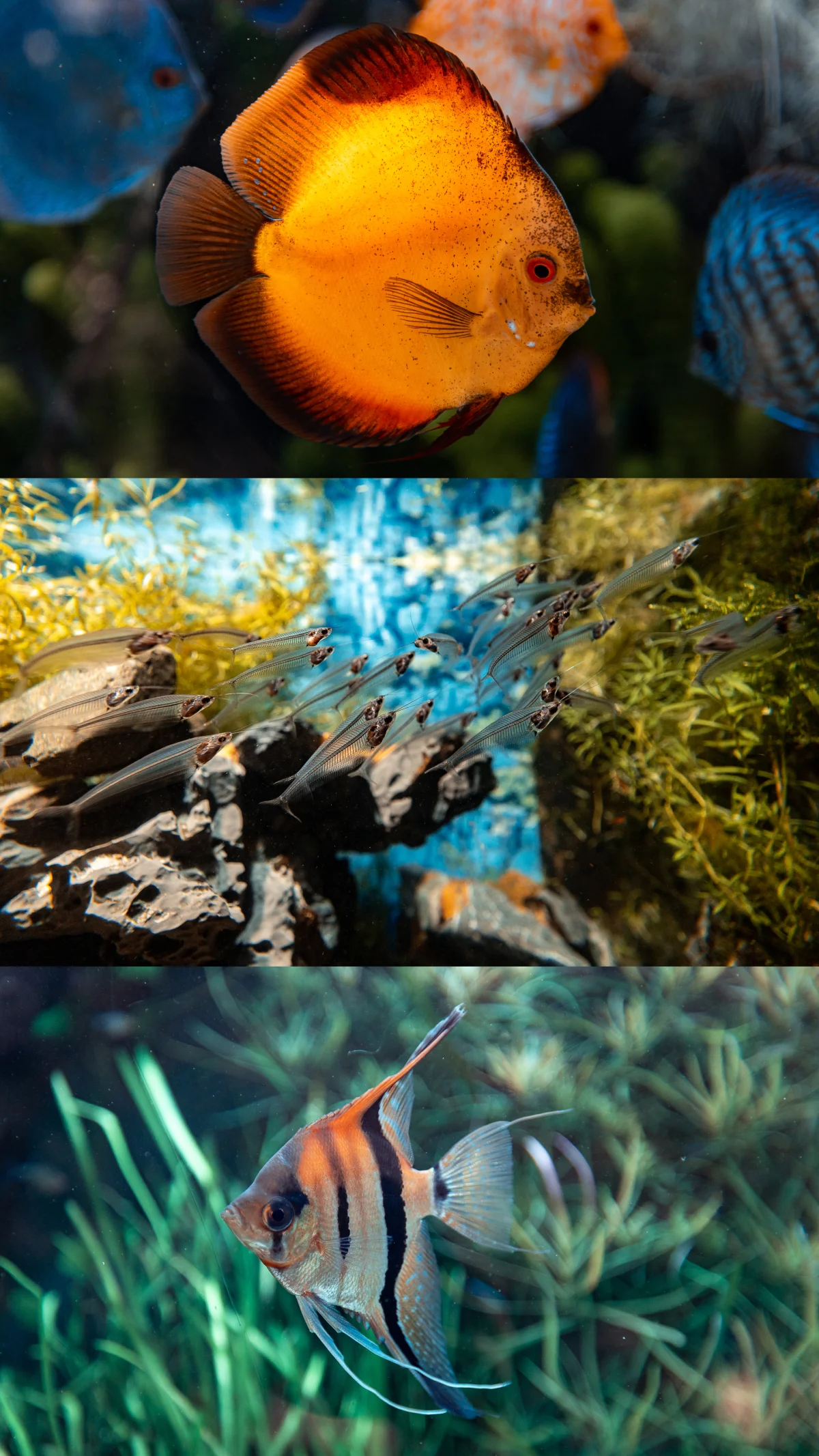 A vertical triptych of aquarium fish featuring an orange discus, transparent school fish, and a silver angelfish.