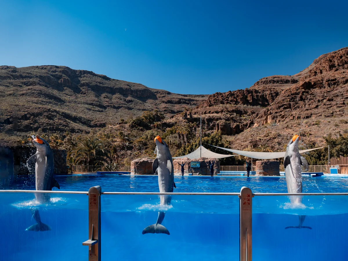 Three dolphins leaping synchronously from a blue pool against a backdrop of arid rocky mountains.