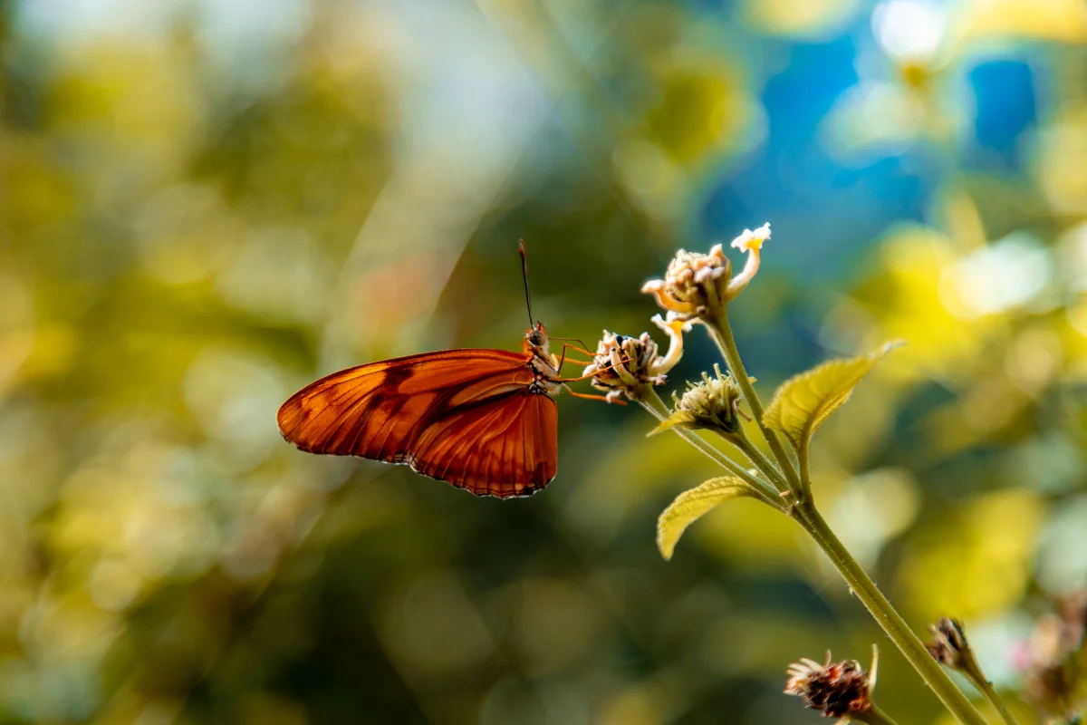 Close-up of an orange butterfly perched on small white flowers with a soft bokeh background.