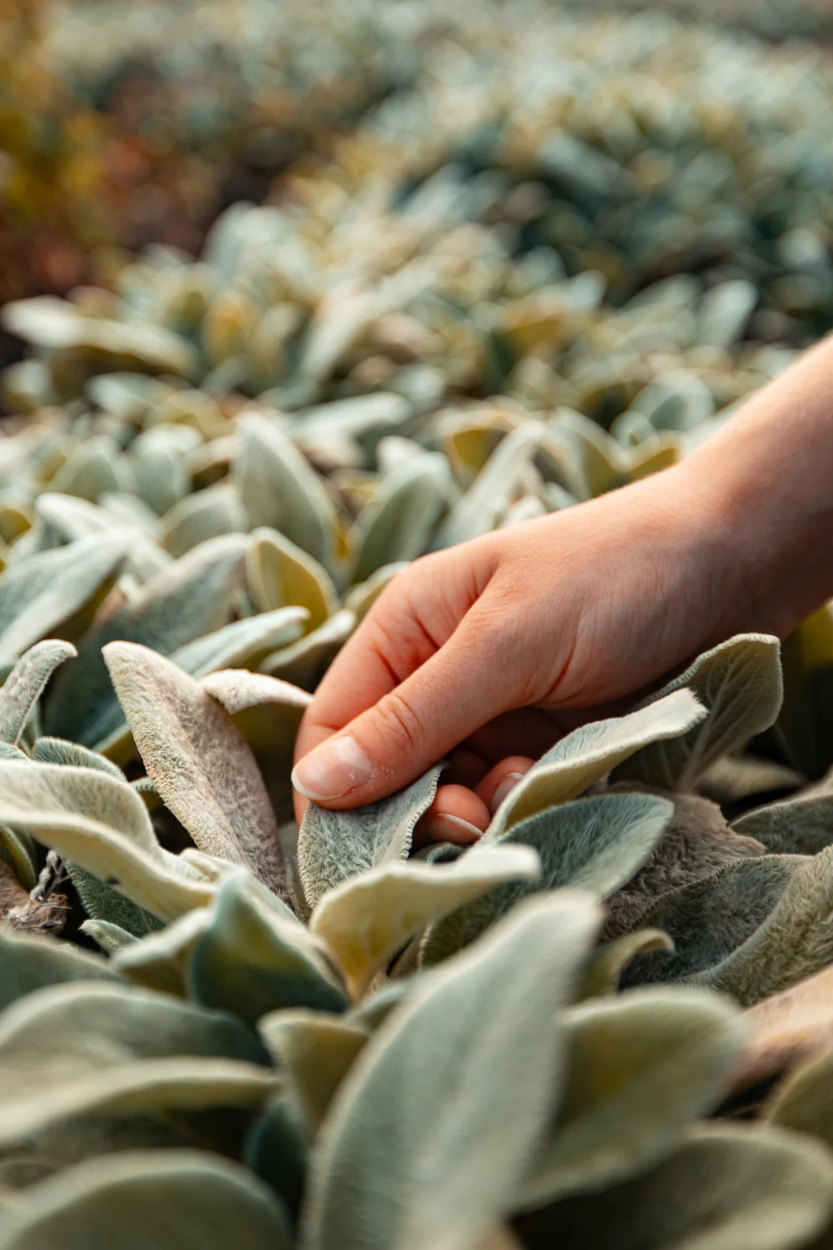 Close-up of a hand gently touching soft, silvery lamb's ear leaves in an outdoor garden.
