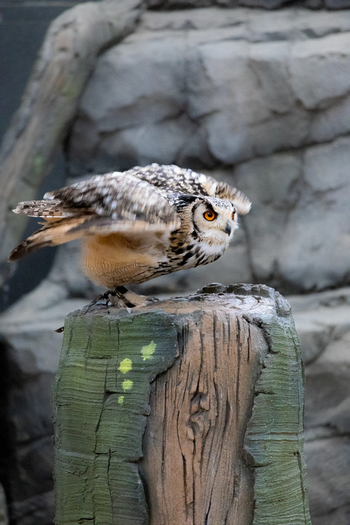 An owl perched on a textured log with wings slightly spread against a grey rocky background.