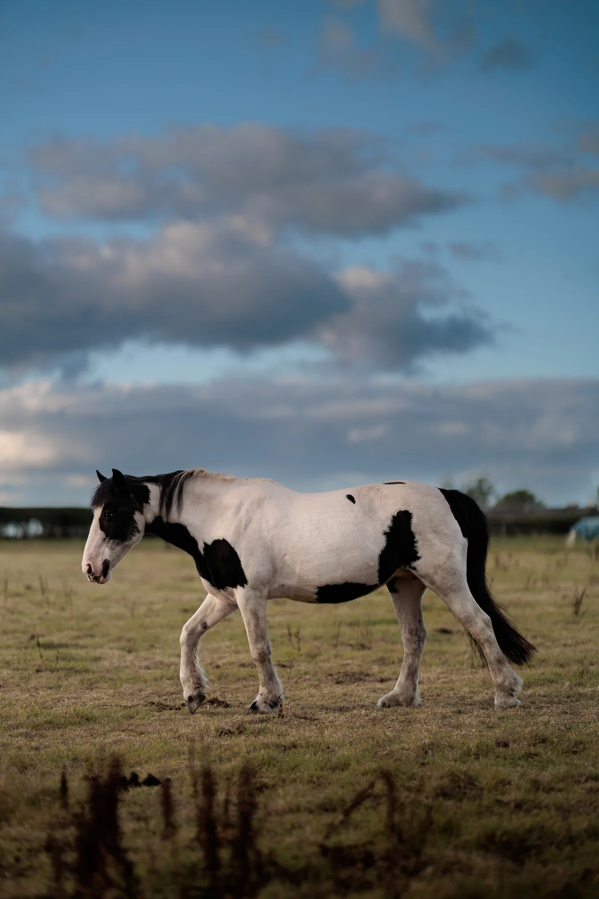 A black and white piebald horse standing in a grassy field under a blue sky with soft clouds.