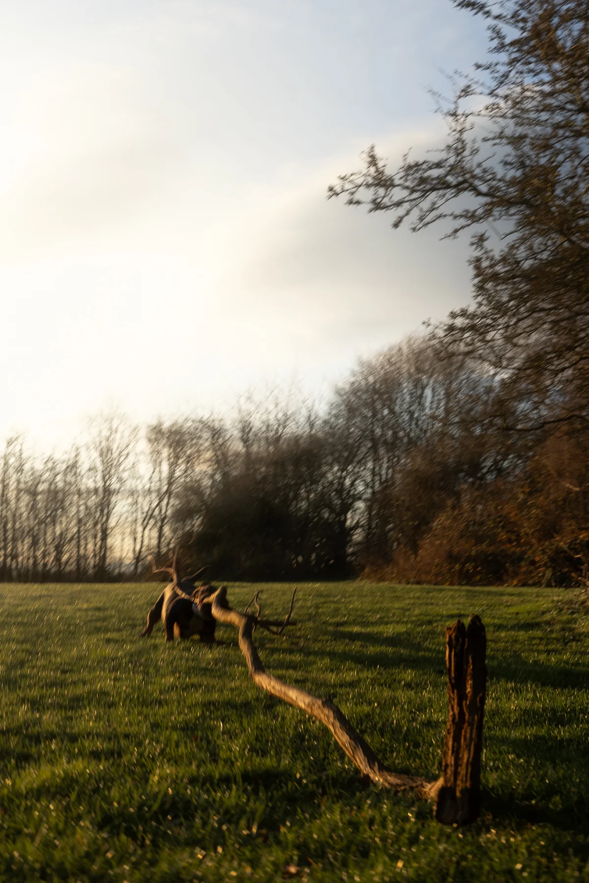 Low-angle shot of a gnarled dead tree branch lying across a green field under a pale sky at sunset.